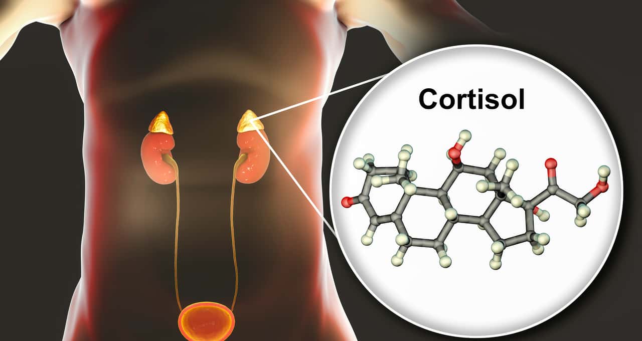 Cortisol