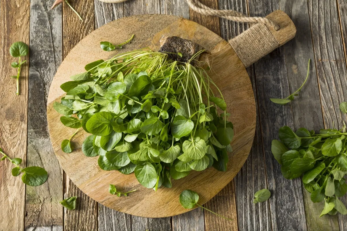 Agrião: Um Poderoso Vegetal Verde para a Sua Saúde