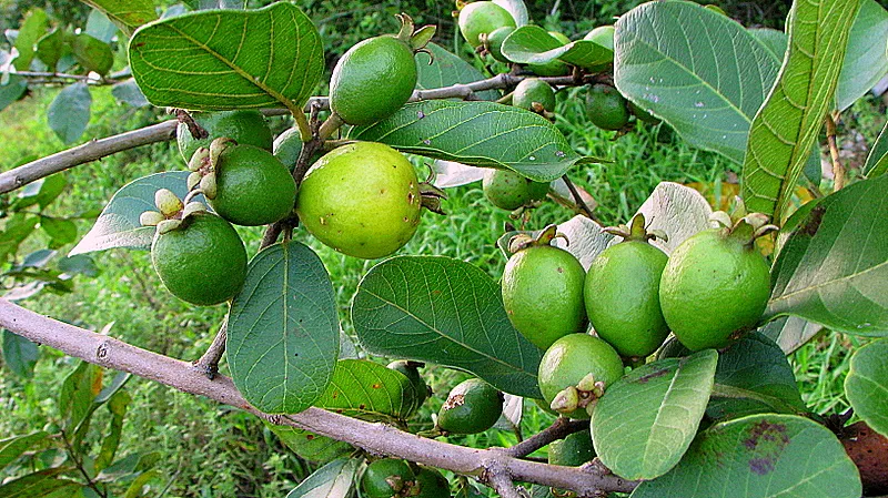 Araçá: Benefícios, Usos e Propriedades da Fruta Brasileira Rica em Nutrientes