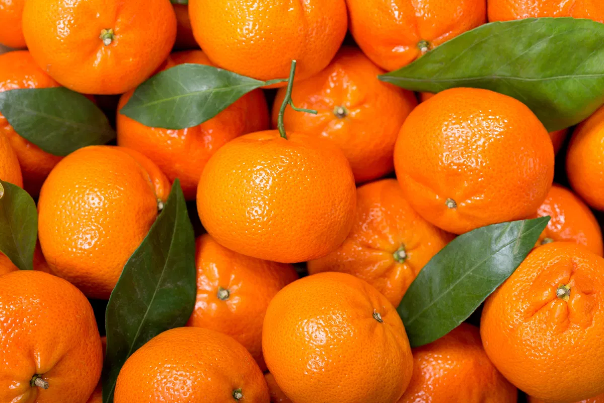 Bergamota: Benefícios, Usos e Curiosidades da Fruta Cítrica do Sul do Brasil