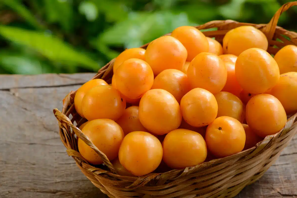 Cajá: A Fruta Tropical Ácida e Aromática