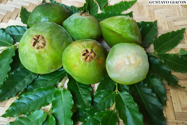 Cambuci: A Fruta Exótica e Azedinha da Mata Atlântica