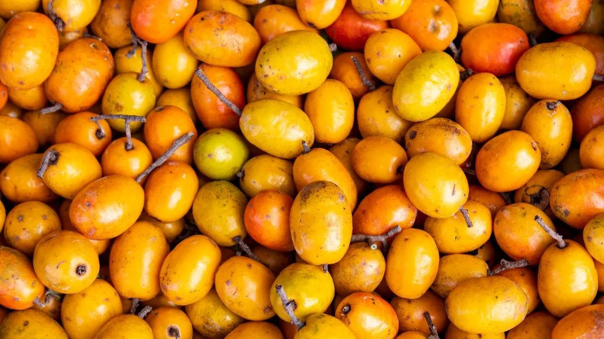Ciriguela: A Pequena Notável do Nordeste Brasileiro