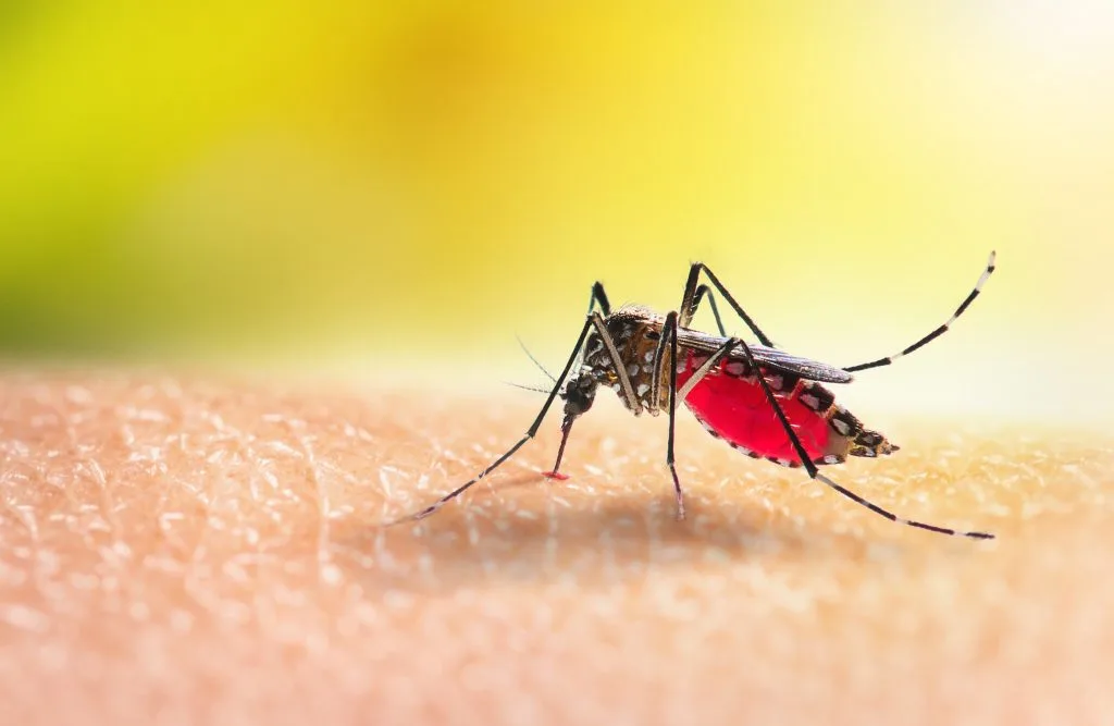 Dengue: Sintomas, Transmissão, Tratamento e Prevenção