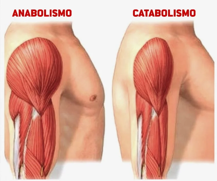 Catabolismo: O Processo de Quebra de Moléculas para Gerar Energia