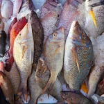 Peixes e testosterona
