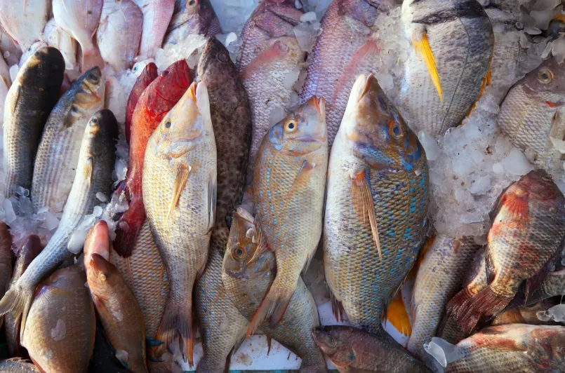 Peixes e testosterona